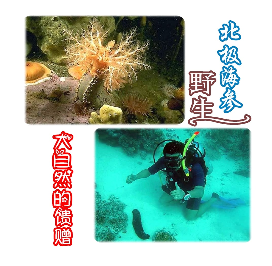 海参为什么要加工成干海参?