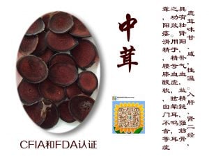 马鹿茸
