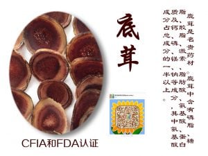 马鹿茸