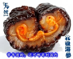 加拿大野生北极海参