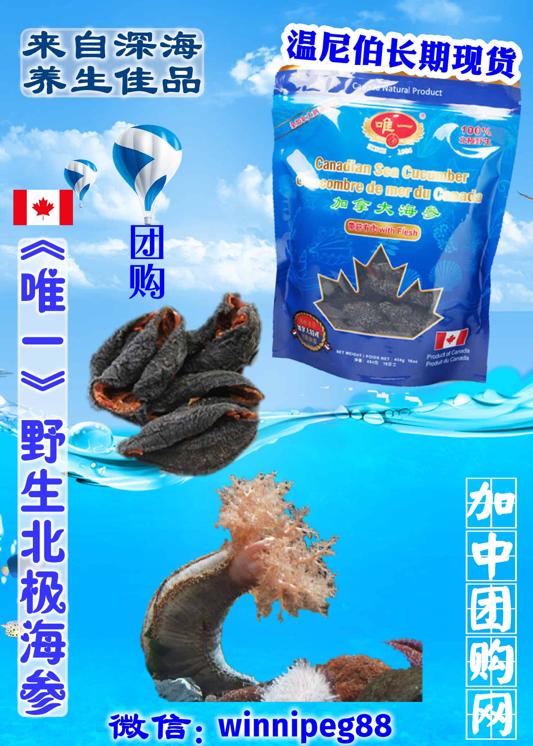 加拿大北极海参