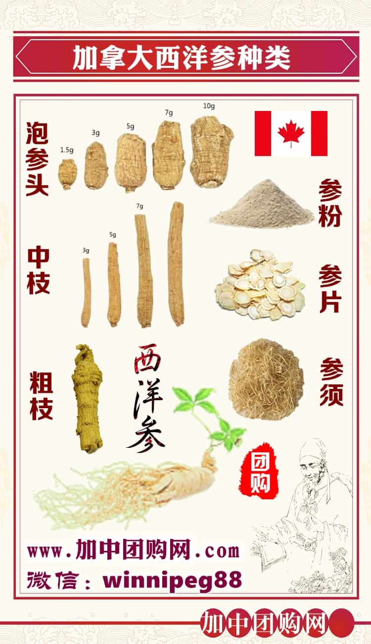 西洋参